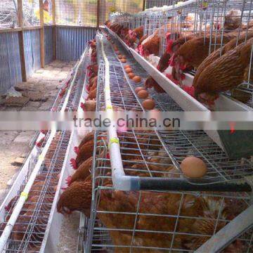 TAIYU Poultry Equipment Hen Layer