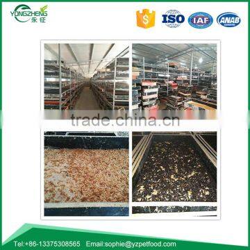 Dried Mealworm for Backyard Bird and Chicken photo-5