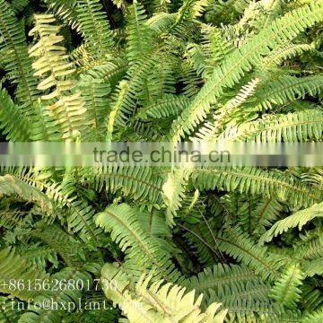 Artificial Fern photo-5