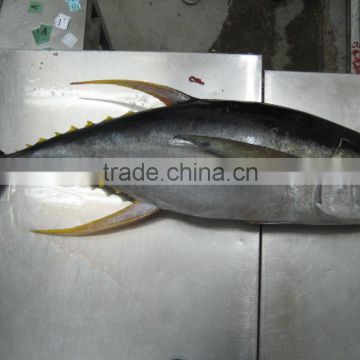 Thunnus Albacares photo-5