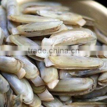 Frozen Whole Razor Clam