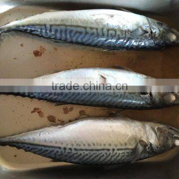 New Landing Frozen Fish Pacific Mackerel China Suppliers photo-4