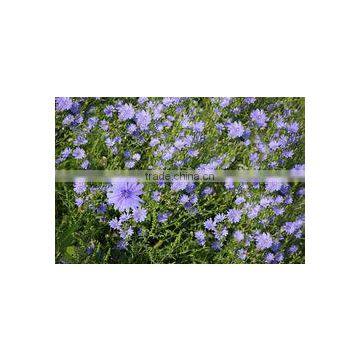 Roasted Chicory Instant Spray Dried photo-3