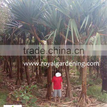 Pandanus Utilis High 4-5m photo-3