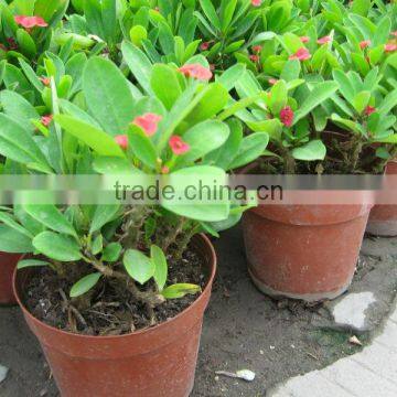 Enphorbia Millis Shrub Trees