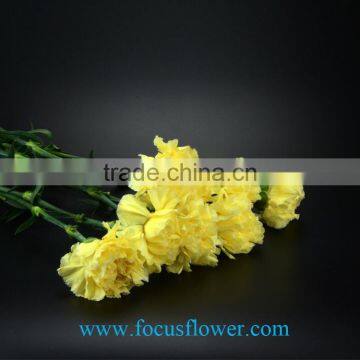 Cut Fresh Yellow Carnation Flowers Glitzy Global After Sale Service Named From China With Competitive Price photo-5