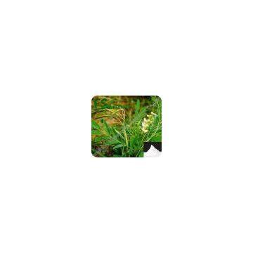 Natural Sophora Flavescens Extract Powder Matrine HPLC 98% manufacturer