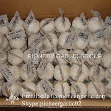 100% Nature Made 5.5cm Pure White Garlic Cultivated In Jinxiang Shandong China