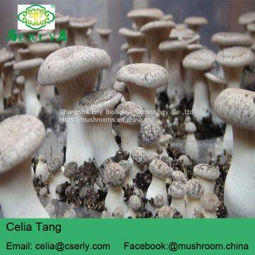 DRIED KING OYSTER MUSHROOM photo-4