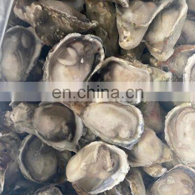 Frozen Oyster Half Shell Oyster With Half Shell