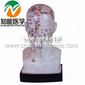 BIX-Y1012 The head four functions acupuncture points model 20cm