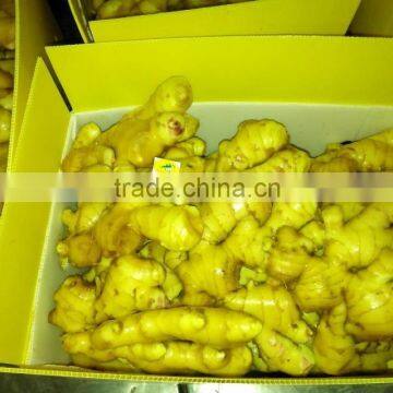 China Big Ginger of Low Price