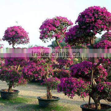 Bougainvillea plant for garden decoration