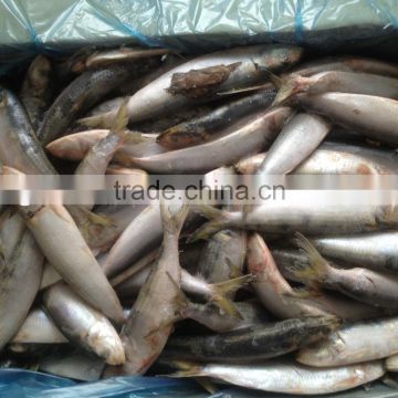 Frozen small size Sardine for Canning