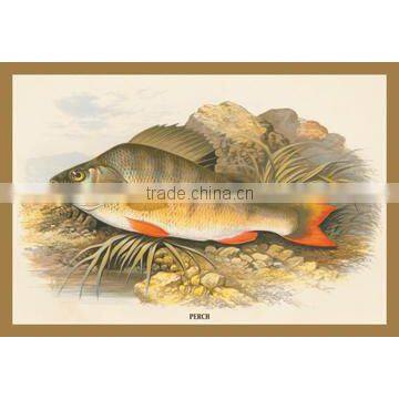 Perch 20x30 poster