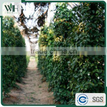Top-rated Black Pepper Seed 500gl From Vietnam Exporter photo-4