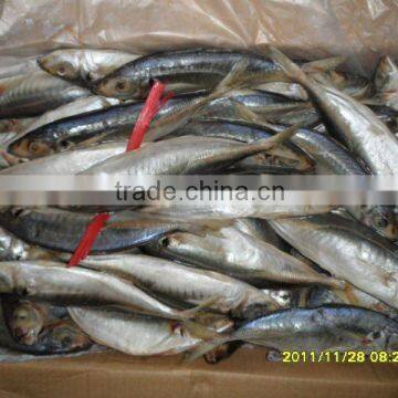 Frozen Jack Mackerel