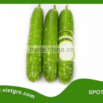 High Yield F1 Hybrid Star Bottle Gourd Seed - SPOTIE 02