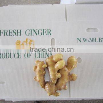 2014 New Crop Top Quality Fresh Ginger Market Price for Ginger photo-2
