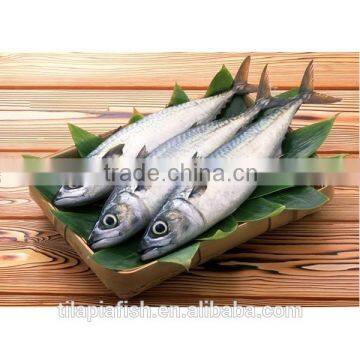 Good quality frozen spanish mackerel for sale