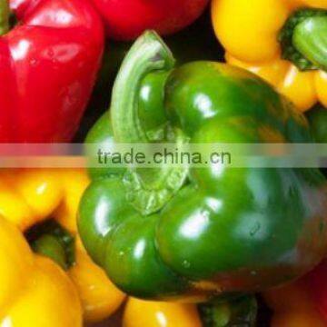 Color capsicum ( red - yellow - green - orange )