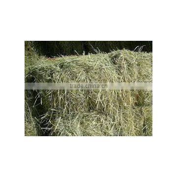 Animal feeding hay, grass hay bale, Rhode hay bale, Rhode grass hay bale