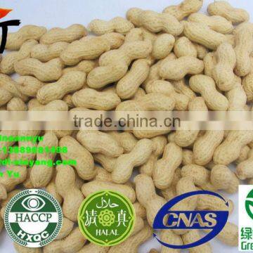 ROASTED PEANUT IN SHELL 9/11 NATURE FLAVOR photo-5