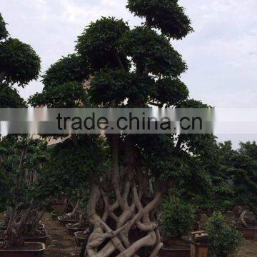 Big size strange root Braided ficus microcarpa