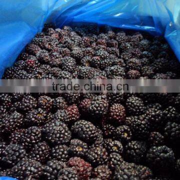 High quality frozen IQF balckberries,