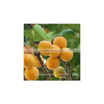 Apricot Kernel Carrier oil