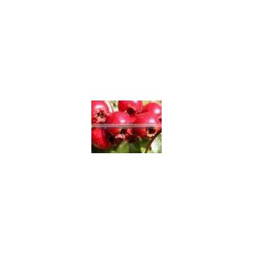 Hawthorn Berries Extract Powder