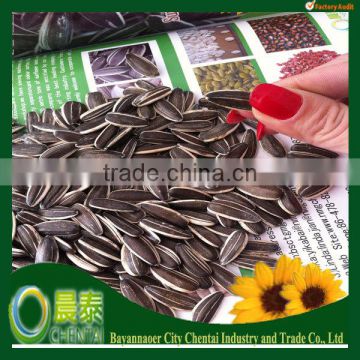 Big Size Sunflower Seeds Top Quality Inexpensive