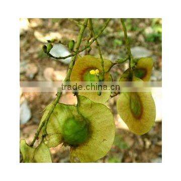 Indian Bija Foretsry Tree Seeds Pterocarpus Marsupium Rajasthan Asia photo-3