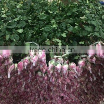 2016 Kunming Fresh Cut Flowers Fresh Cut Roses Wholesale Price photo-2