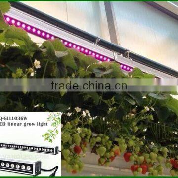 Vanq 36W LED Grow Bar Light for Greenhouse Vertical Shelf photo-2