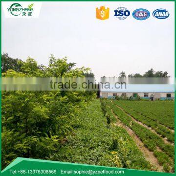 Bird Food of Dried Mealworm photo-5