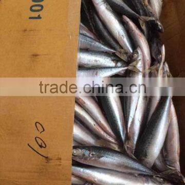 Quality Frozen Mackerel