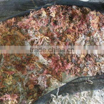 Eucheuma Cottoni photo-2