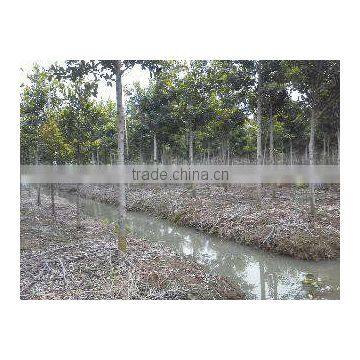 Ficus Nitida Landscaping Trees for Outdoor
