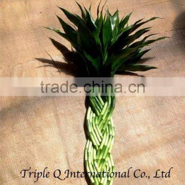 Lucky Bamboo photo-6