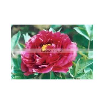 Herbaceous Peony Plant Root Chun Hong Jiao Yan