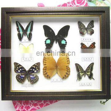 Butterfly Collection Frame for Home Decoration Use photo-2