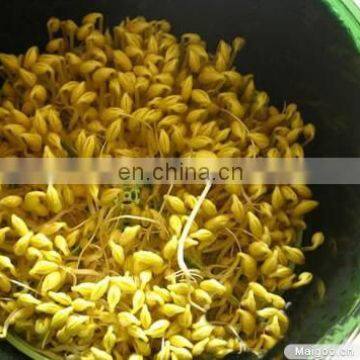 Automatic Mung Bean Sprout Making Machine/Soybean Machine