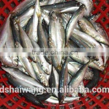 Frozen Pacific Mackerel for Sale With Size - 80g photo-2
