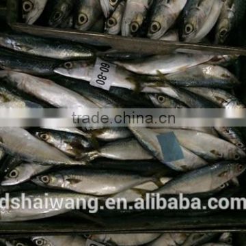 Landing frozen horse mackerel with size 60 - 80