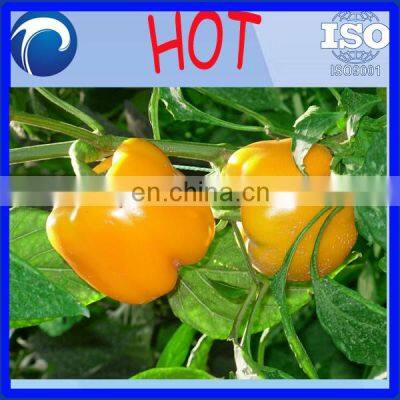 Professional Good Quality Wheat Seed Coater | Onion Seeds Coating Machine photo-3