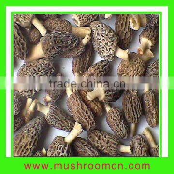 Morchella Morels