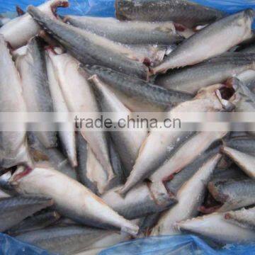 frozen pacific mackerel HGT