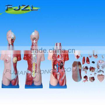 23 Parts human Unisex torso model 45CM/ anatomical model