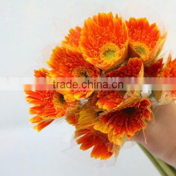 Pure and mild flavor best selling best selling flower fresh gerbera